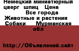 Немецкий миниатюрный(цверг) шпиц › Цена ­ 50 000 - Все города Животные и растения » Собаки   . Мурманская обл.